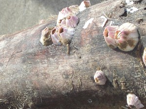 barnacles on branch